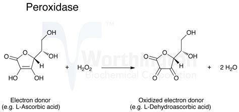 Horseradish Peroxidase