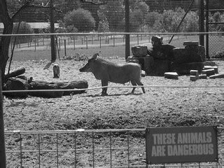 Warthog (Black and White) | James_Butcher | Flickr