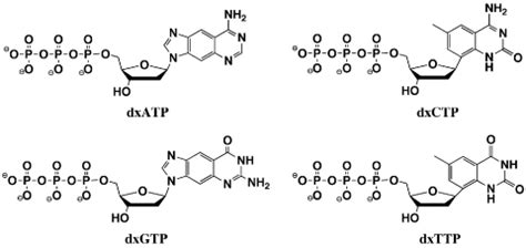 Nucleoside Triphosphate