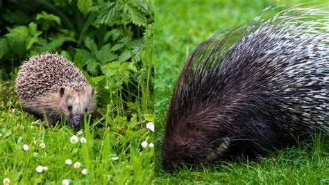 What Is the Difference Between Hedgehog And Porcupine?