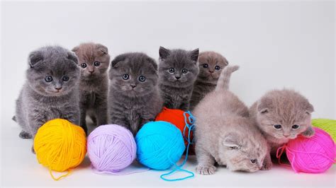 Lindos gatitos Cute Kittens, Kittens Playing, Cats And Kittens, Small ...