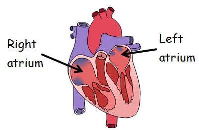 Biology Words: Atrium (atria) @ GCSE Science Dictionary