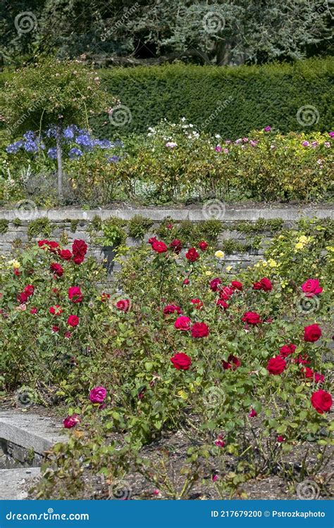 Rose Garden, Roses of Different Colors Stock Photo - Image of ...