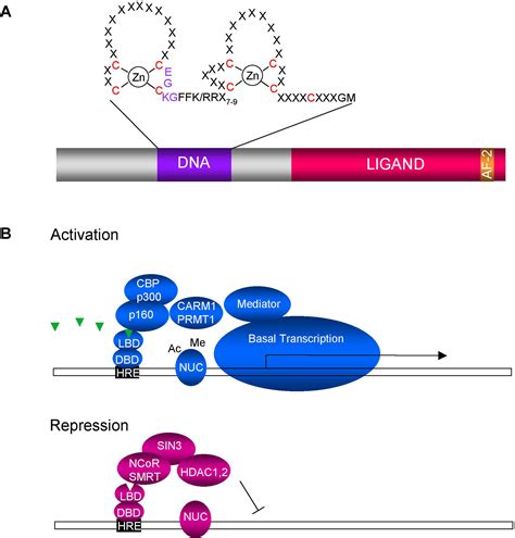 Hormones And Receptors