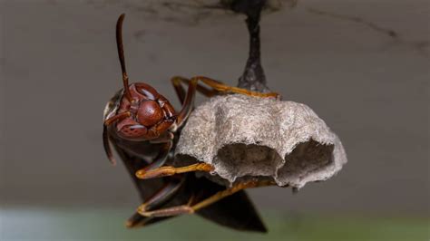 Wasp Nest: Signs, Identification, and How to Get Rid of Them