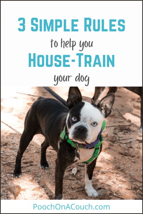 How To House Train Your Dog - A Simple Plan That Works » Pooch On A Couch