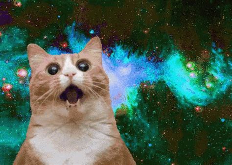 Stoned Cat Gif