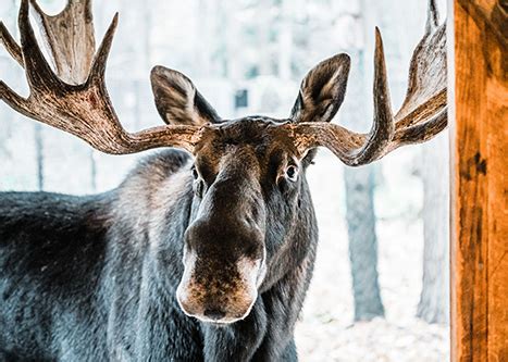 Wildlife: Maine Wildlife Park: Maine Dept of Inland Fisheries and Wildlife