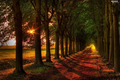 rays of the Sun, Way, forest - Beautiful views wallpapers: 1920x1280