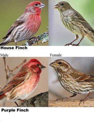 Wild Birds Unlimited: House Finch vs. Purple Finch | Finches bird, Wild birds unlimited, Pet birds