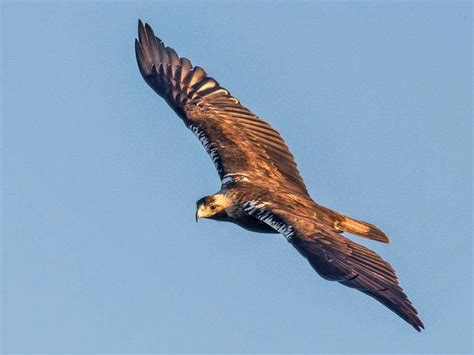 Spanish imperial eagle: the bird of prey that narrowly escaped ...