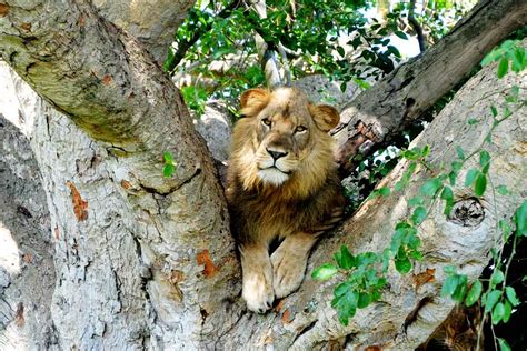 Tree Climbing Lions Uganda Safari, where to find tree lions