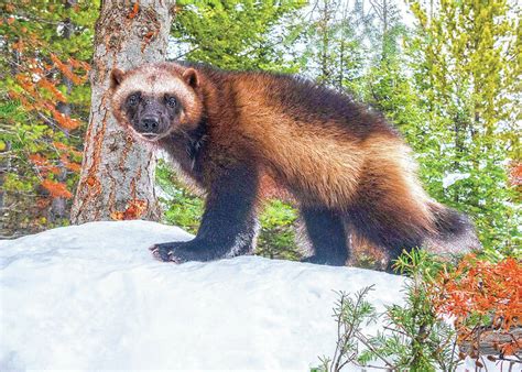 US moves to protect wolverines as climate change melts their mountain refuges, threatens ...