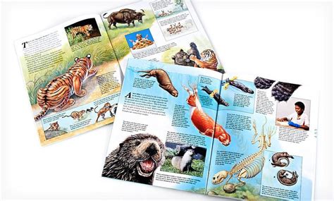 Zoobooks Animal-Anatomy Set | Groupon Goods