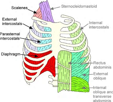 Anterior Thoracic Wall Anterior Thoracic Wall Internal View