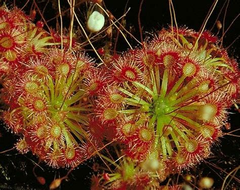 carnivorous plant, sundew, drosera, insectivorous plant Garden Bugs ...