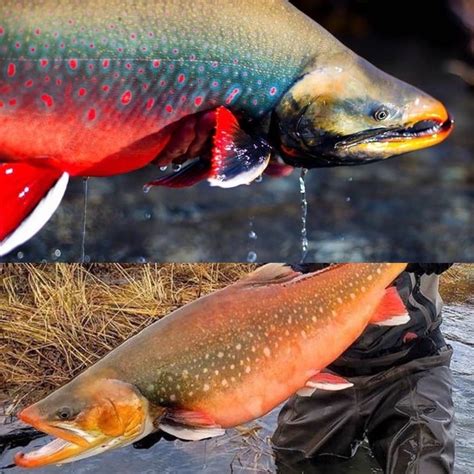 Dolly Varden vs Arctic Char - FlyTramp