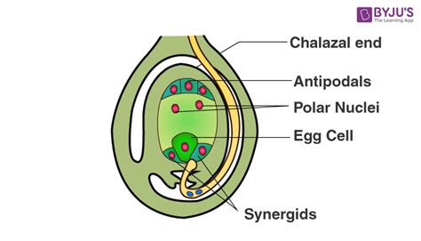 RBSE Solutions For Class 12 Biology Chapter 2: Male and Female Gametophyte Structure and Development