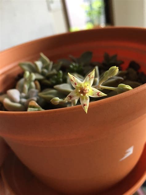 🌸 My ghost plant gave me a flower 🌸 : r/succulents