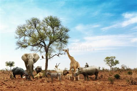 Afrikaner-Safari Animals Meeting Together Around-Baum Stockbild - Bild von konzept, fallhammer ...