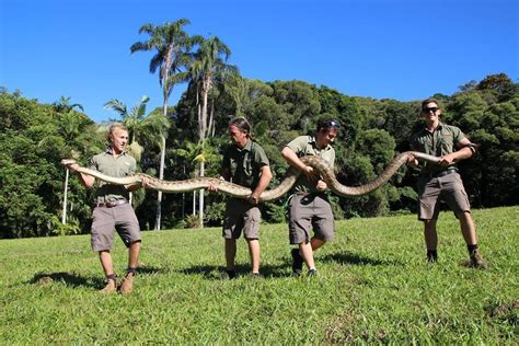 Fat, old python 'Scrubby' shocks far north Queensland wildlife keepers ...