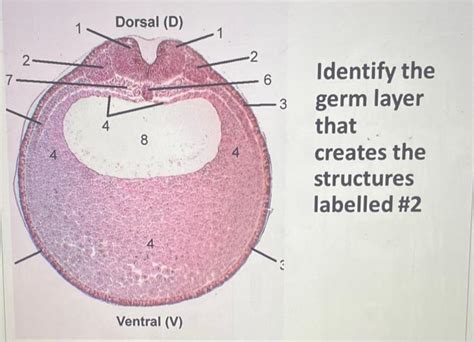 Solved Identify the germ layer that creates the structures | Chegg.com