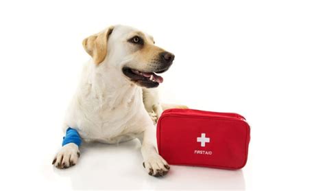 How To Help Ease Your Dog’s Joint Pain