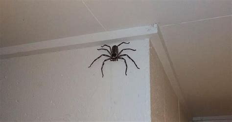 Australian Huntsman Spider