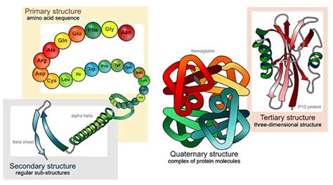 Fajarv: Protein Structure Primary Secondary Tertiary And Quaternary Bonds