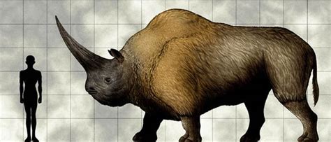 Giant rhinoceros (Elasmotherium) – a prehistoric rhino | DinoAnimals.com