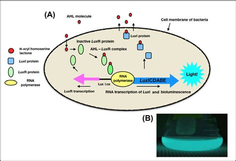 Flexibility and Adaptability of Quorum Sensing in Nature. - Abstract - Europe PMC