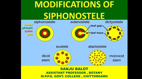 Modifications of Siphonostele and Evolution of stelar system in pteridophytes by Sanju Balot ...