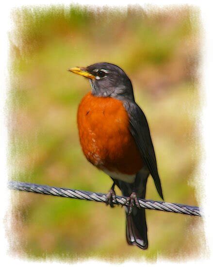 "RED BREASTED ROBIN" by mlynnd | Redbubble