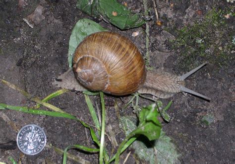 ADW: Helix pomatia: INFORMATION