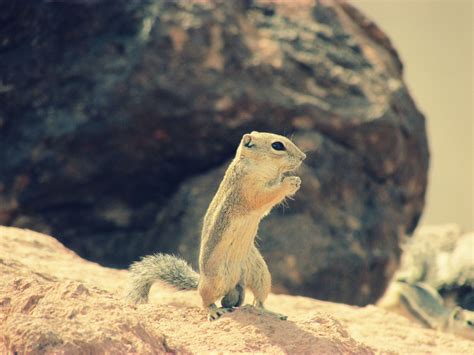 Arizona | Animals, Lizard, Photography