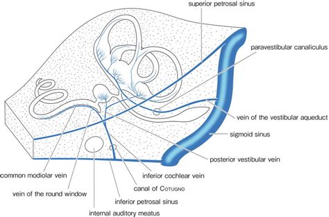 Vestibular Aqueduct Anatomy