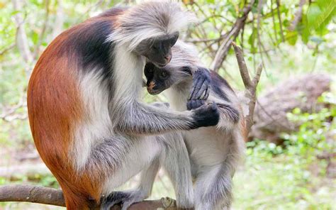 Red Colobus Monkey Jozani Forest Zanzibar | The Endemic Zanzibar Monkey