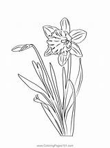 Daffodil Flowers Coloring Page For Kids  Free Daffodils Printable sketch template
