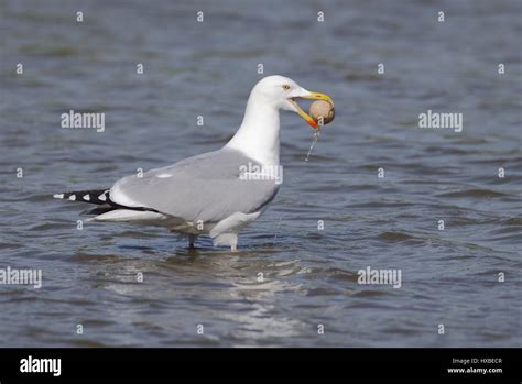 Herring Gull with egg Stock Photo - Alamy