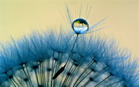 Dandelion Wallpapers - Wallpaper Cave