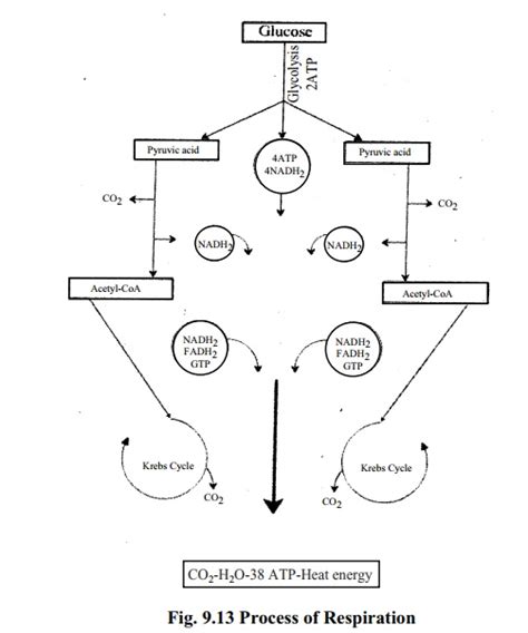 Respiration: Respiratory substrate, Types of respiration