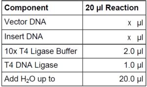 T4 DNA Ligase - Intact Genomics