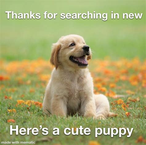 Thanks so here’s a puppy : r/memes