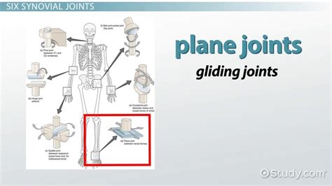 The Six Types of Synovial Joints: Examples & Definition - Video ...