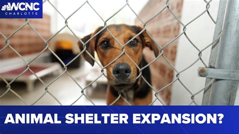 CMPD animal shelter needs expansion | wcnc.com