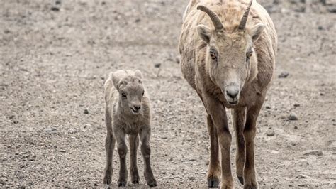 Bighorn Sheep Lambs - YouTube