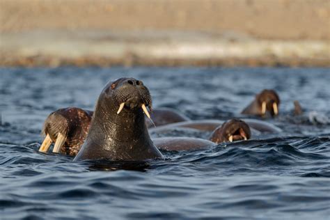 Walruses Swim In Arctic Sea • Animal Photography Prints