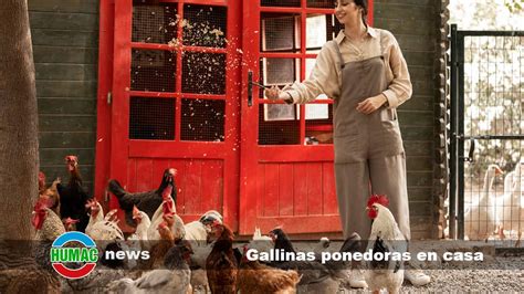 Gallinas ponedoras en casa - Humac