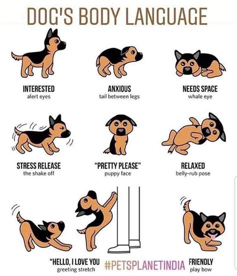 Understanding your Dog's Body language - by My Pet Approves