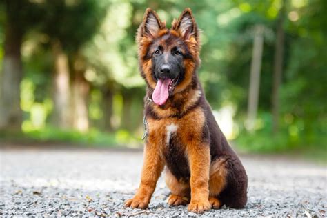 Miniature German Shepherd: Facts About This Mini-Sized GSD!